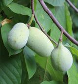 Common Pawpaw (Asmina Tribola)