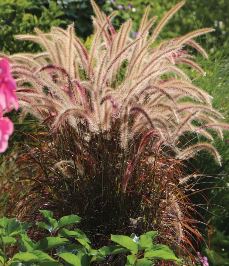 Purple Fountain Grass (Pennisetum Setaceum 'Rubrum') - Imported