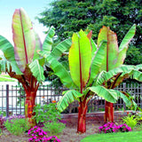 Red Abyssinian Banana (Ensete Ventricosum Maurelli)