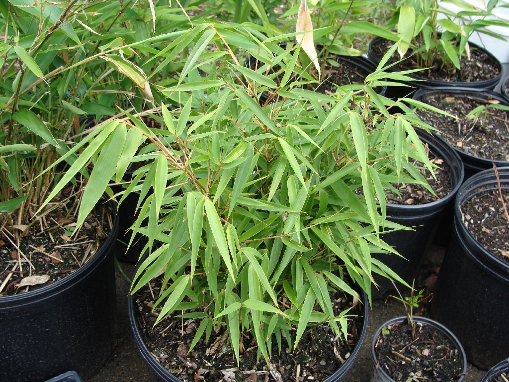 Hardy Clumping Bamboo (Fargesia Rufa) - Imported