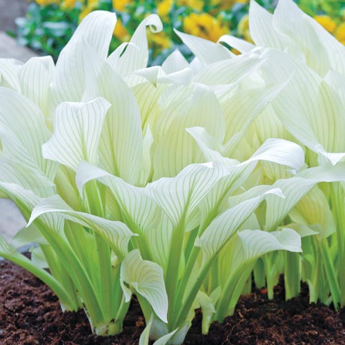 Hosta 'White Feather'