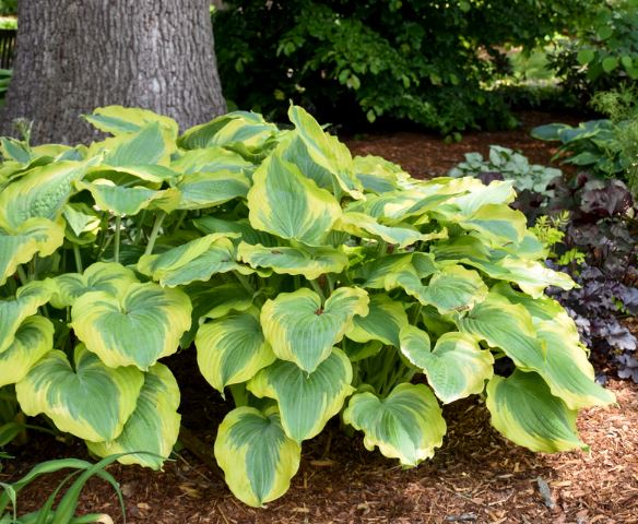 Giant Hosta 'Wu La La'