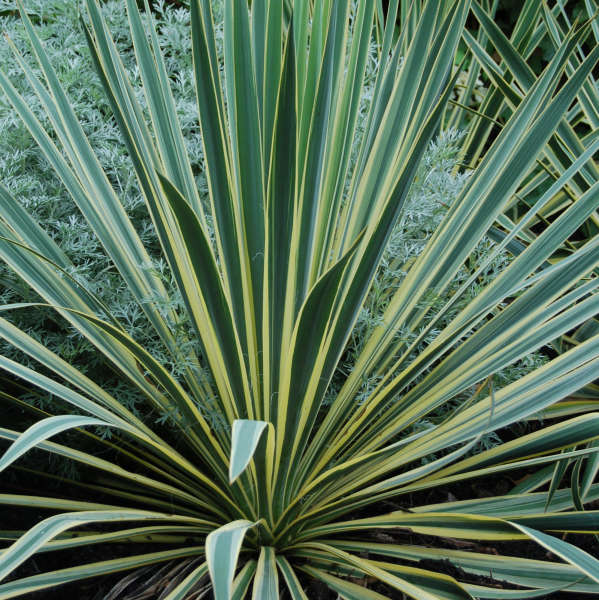 Adam's Needle 'Bright Edge' (Yucca Filamentosa 'Bright Edge')