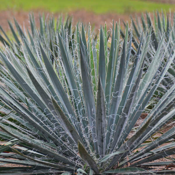 Adam's Needle 'Excalibur' (Yucca Filamentosa 'Excalibur')