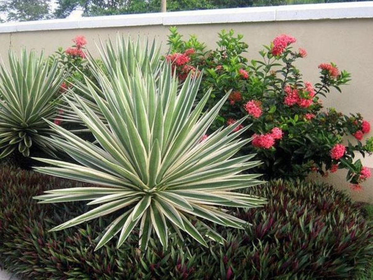 Adam's Needle 'Ivory Towers' (Yucca Filamentosa 'Ivory Towers')