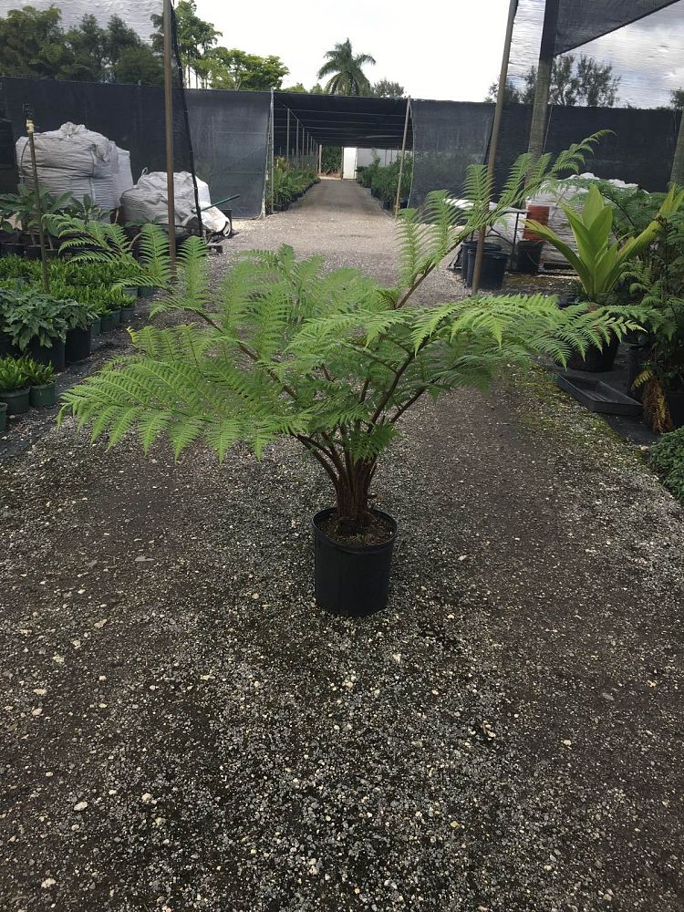 Australian Tree Fern (Cyathea Cooperi)