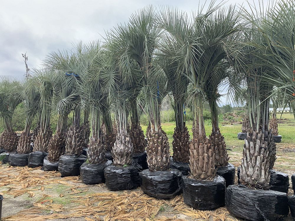 Pindo Palm (Butia Capitata) - Imported