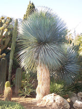 Beaked Yucca (Yucca Rostrata) - Imported