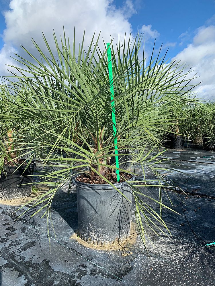 Pindo Palm (Butia Capitata) - Imported