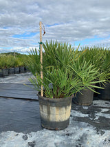 Saw Palmetto (Serenoa Repens) - Imported