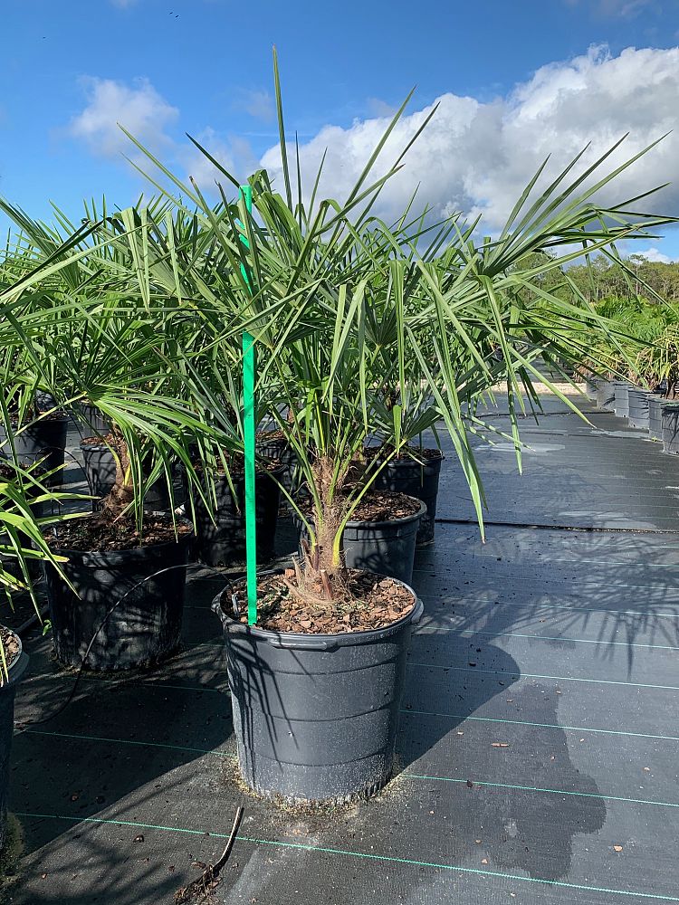 Windmill Palm (Trachycarpus Fortunei) - Imported