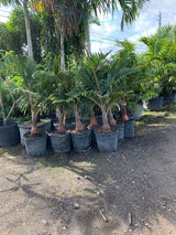 Bottle Palm (Hyophorbe Lagenicaulis) - Imported