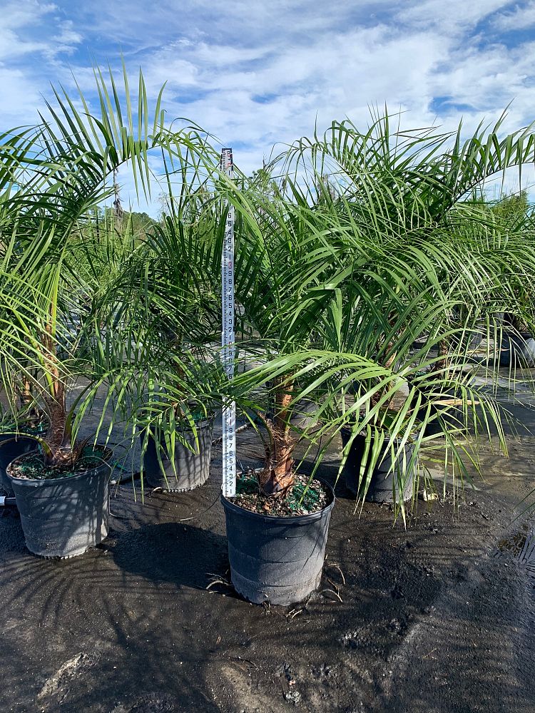 Mule Palm (Butiagrus Nabonnandii X) - Imported