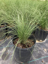 Pink Muhly Grass (Muhlenbergia Capillaris)