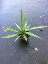 Dwarf Palmetto (Sabal Minor) - Imported