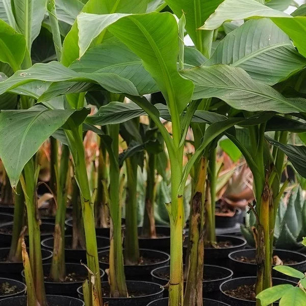 Lacatan Banana (Musa Acuminata x Musa Balbisiana 'Lacatan') - Imported