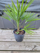 Windmill Palm (Trachycarpus Fortunei) - 100% Canadian