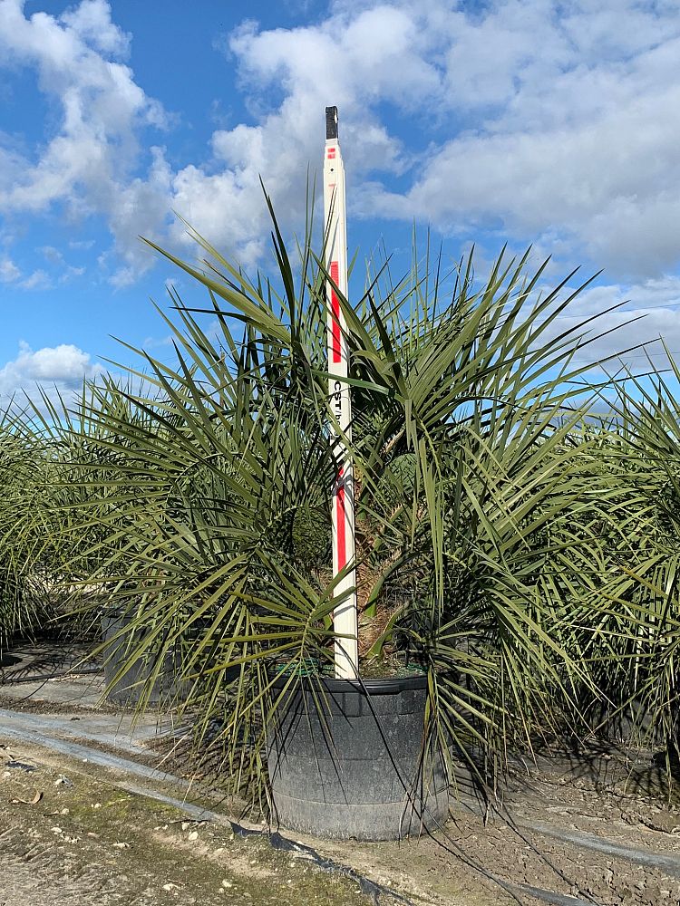 Pindo Palm (Butia Capitata) - Imported