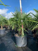 Windmill Palm (Trachycarpus Fortunei) - Imported