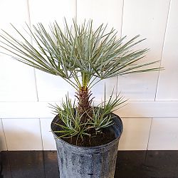 Blue Mediterranean Fan Palm (Chamaerops Humilis 'Cerifera') - Imported