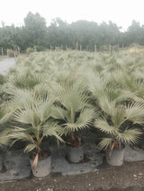 Mexican Fan Palm (Washingtonia Robusta) - Imported