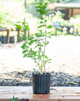 Grafted Meyer Lemon (Citrus Limon 'Meyer')