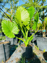 Alocasia 'Borneo Giant' - Imported