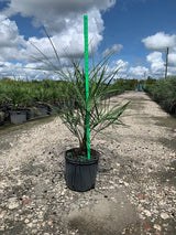 Pindo Palm (Butia Capitata) - Imported