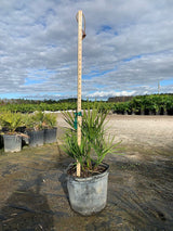 Saw Palmetto (Serenoa Repens) - Imported