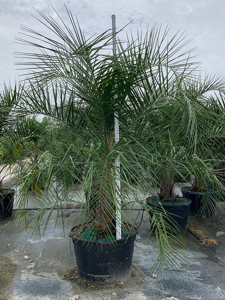 Mule Palm (Butiagrus Nabonnandii X) - Imported