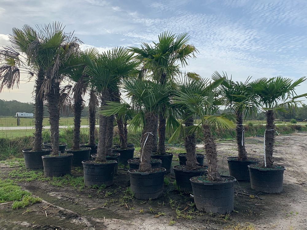 Windmill Palm (Trachycarpus Fortunei) - Imported