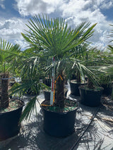 Windmill Palm (Trachycarpus Fortunei) - Imported