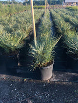 Blue Mediterranean Fan Palm (Chamaerops Humilis 'Cerifera') - Imported