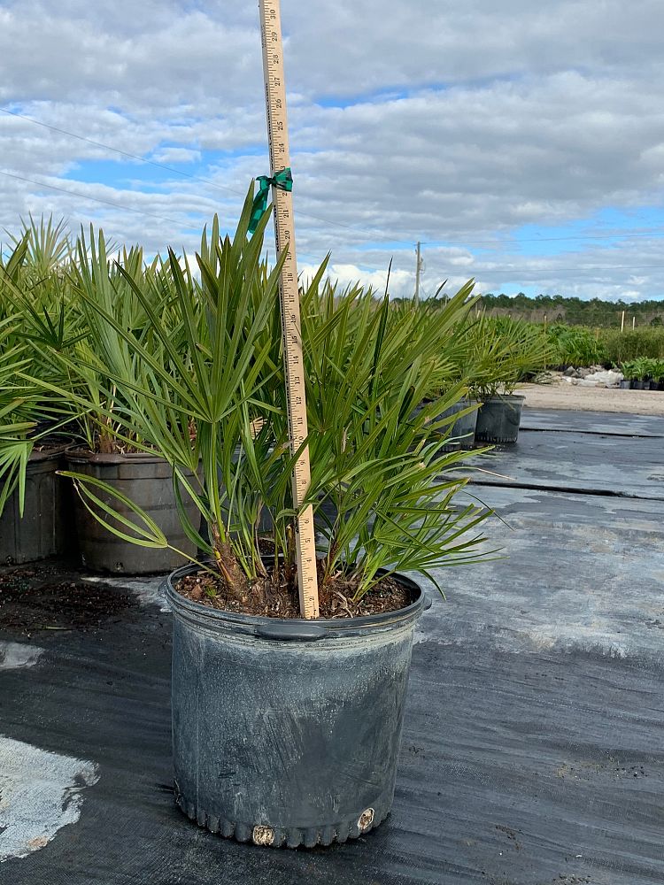 Saw Palmetto (Serenoa Repens) - Imported