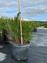 Saw Palmetto (Serenoa Repens) - Imported