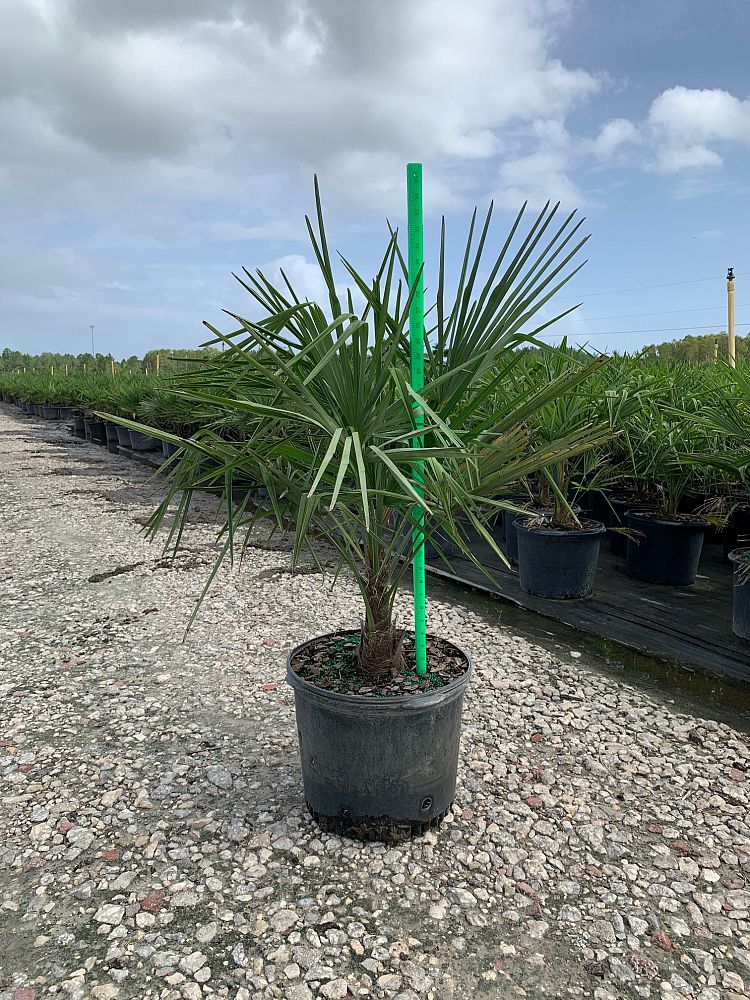 Windmill Palm (Trachycarpus Fortunei) - Imported