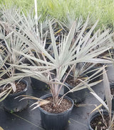 Bismarck Palm (Bismarckia Nobilis) - Imported