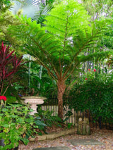 Australian Tree Fern (Cyathea Cooperi)