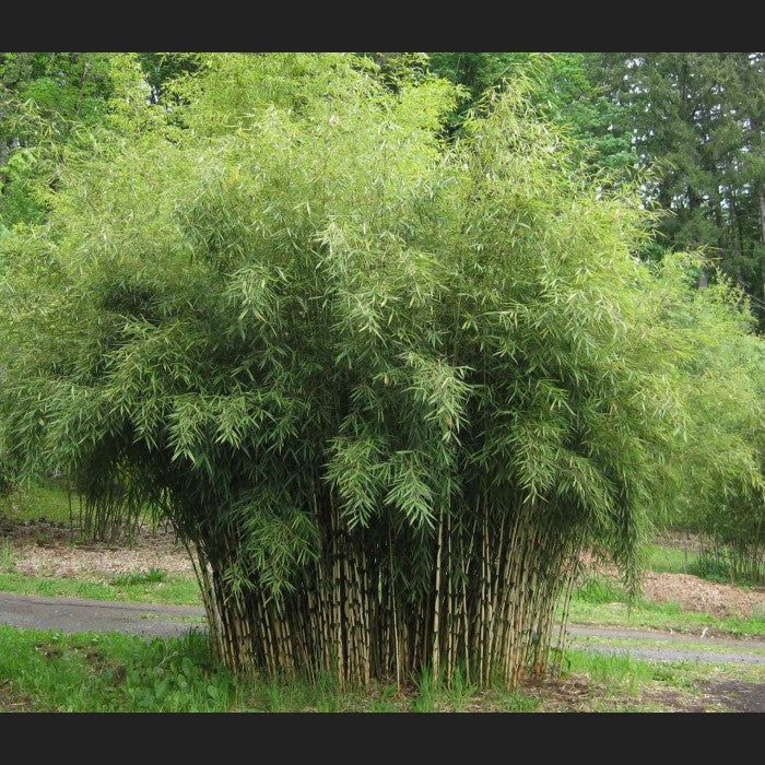 Hardy Clumping Bamboo (Fargesia Rufa) - Imported