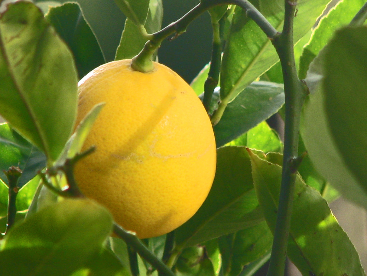 Grafted Meyer Lemon (Citrus Limon 'Meyer')