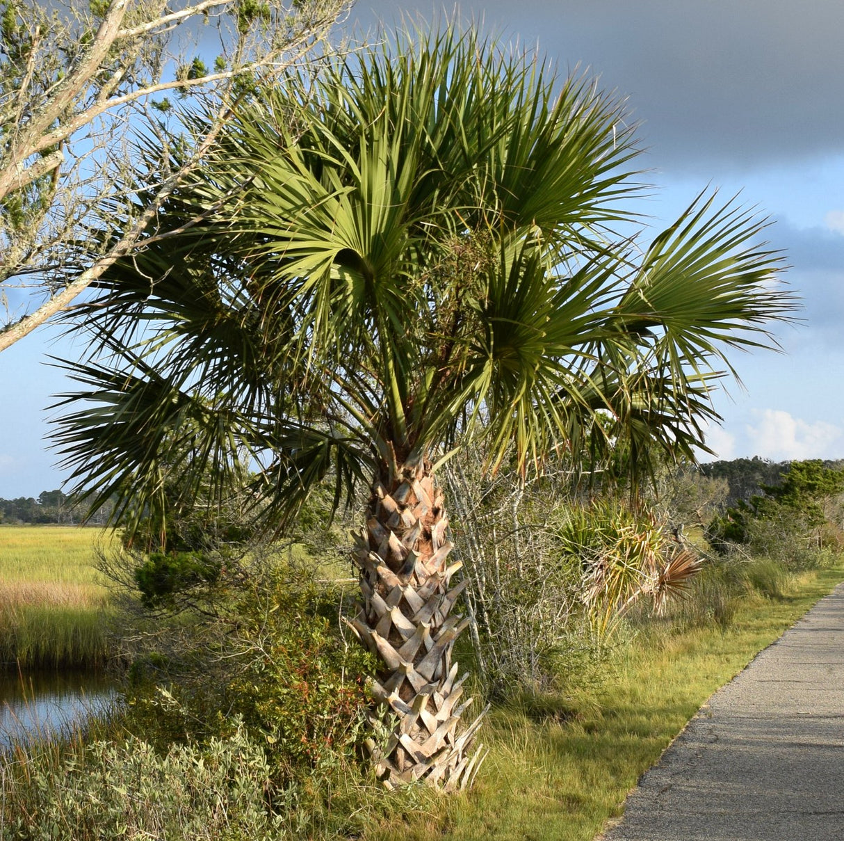 Cabbage Palm (Sabal Palmetto) - Imported