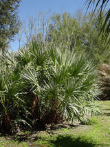 Saw Palmetto (Serenoa Repens) - Imported