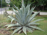 Agave Americana - Imported