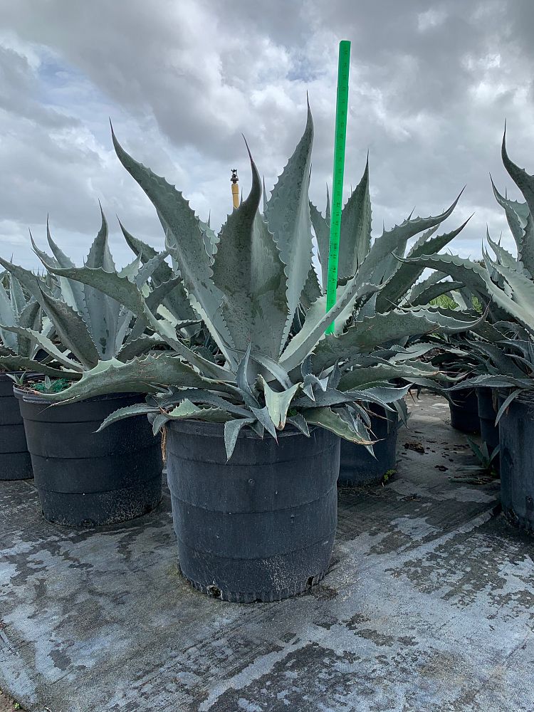 Agave Americana - Imported