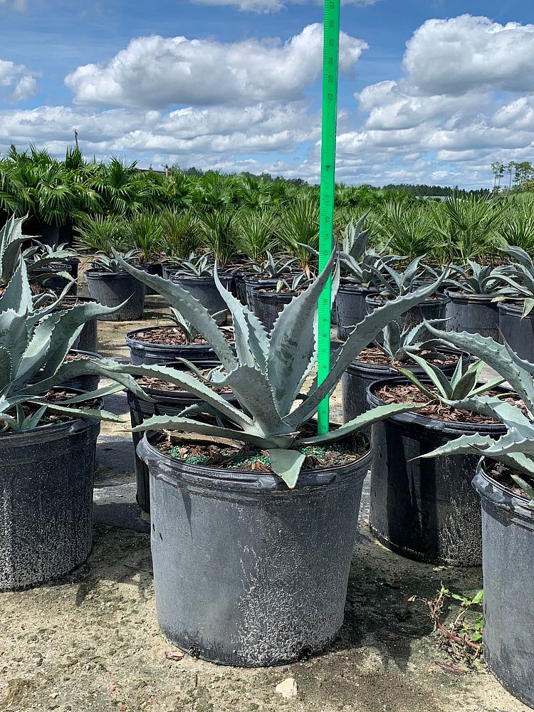 Agave Americana - Imported