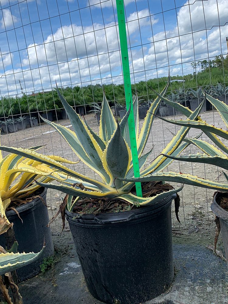 Agave Americana 'Variegata'  - Imported