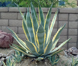 Agave Americana 'Variegata'  - Imported