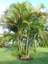 Areca Palm (Dypsis Lutescens) - Imported