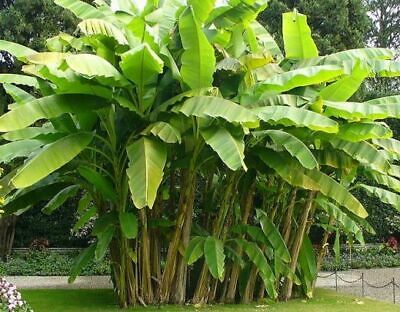 Hardy Banana Plant (Musa Basjoo)