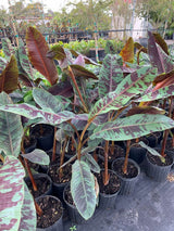 Blood Banana (Musa Acuminata 'Zebrina') - Imported